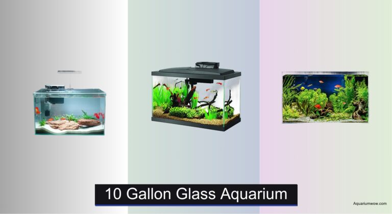 7 Best 10 Gallon Glass Aquariums of 2026
