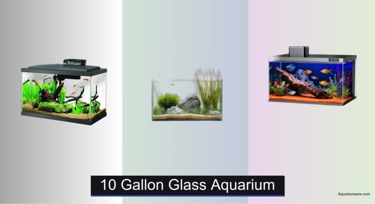 8 Best 10 Gallon Glass Aquariums of 2026