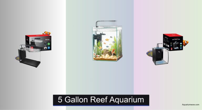 5 Best 5 Gallon Reef Aquariums of 2026