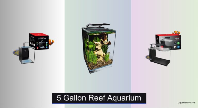 5 Best 5 Gallon Reef Aquariums of 2026