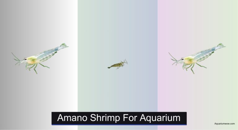 7 Best Amano Shrimp for Aquarium (2026 Guide)