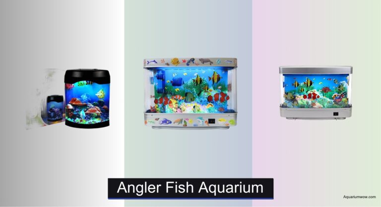 3 Best Angler Fish Aquariums of 2026