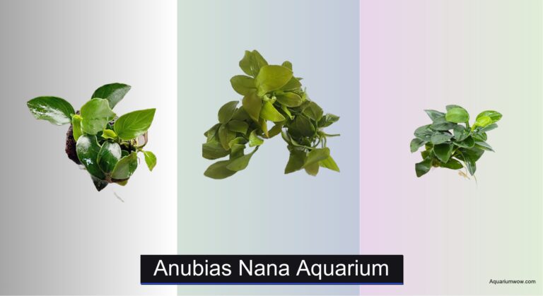 7 Best Anubias Nana for Aquariums 2026