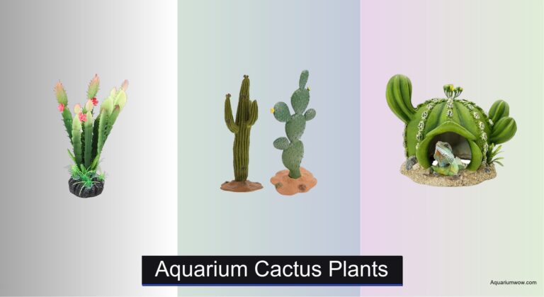 7 Best Aquarium Cactus Plants 2026