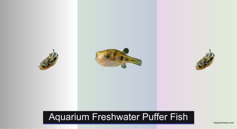 7 Best Freshwater Puffer Fish for Aquariums 2026