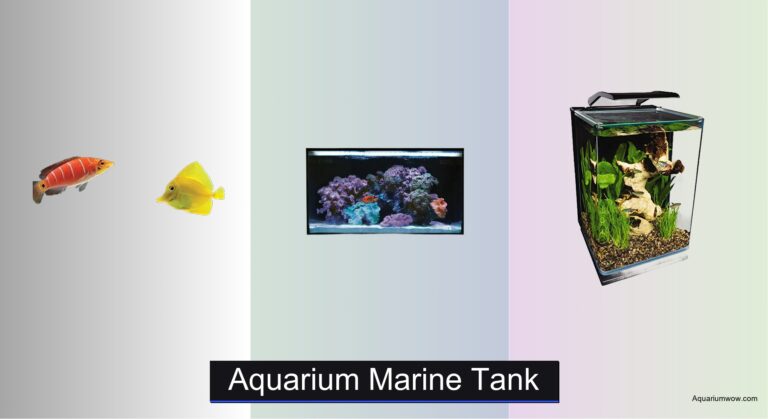 4 Best Marine Aquarium Tanks of 2026