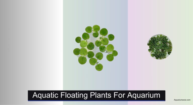 9 Best Aquatic Floating Plants for Aquarium 2026