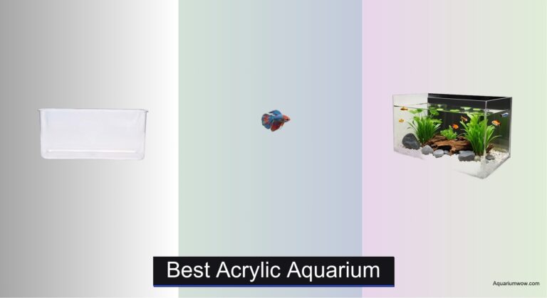 5 Best Acrylic Aquariums of 2026