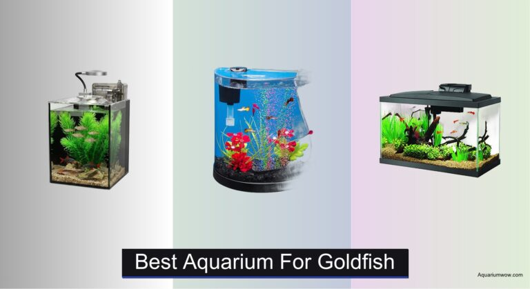 6 Best Aquariums for Goldfish 2026