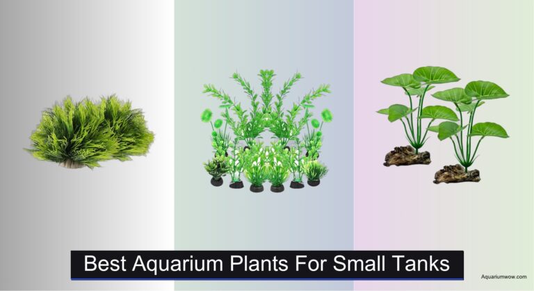 8 Best Aquarium Plants for Small Tanks 2026