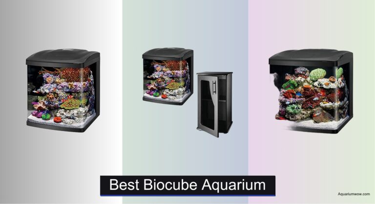 5 Best Biocube Aquariums of 2026