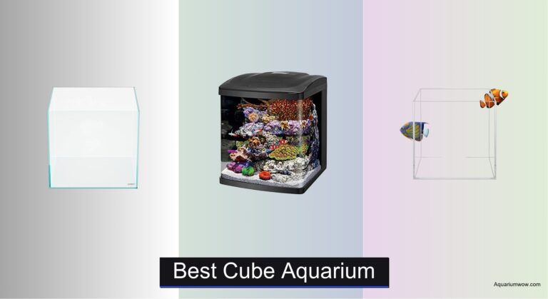 8 Best Cube Aquariums of 2026