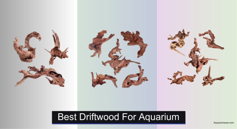 6 Best Driftwood for Aquarium 2026