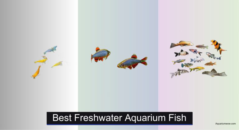 6 Best Freshwater Aquarium Fish of 2026