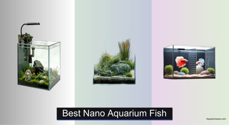 7 Best Nano Aquarium Fish of 2026