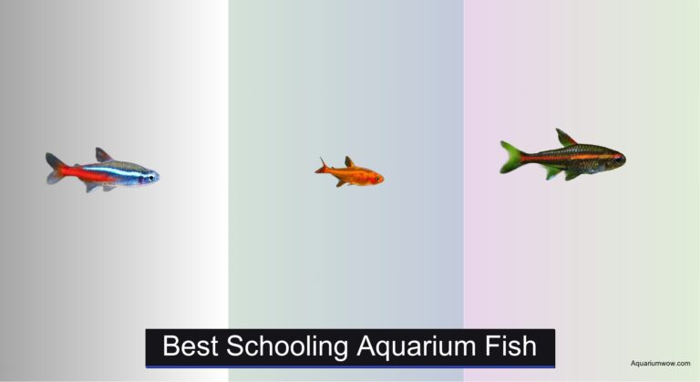 6 Best Schooling Aquarium Fish of 2026