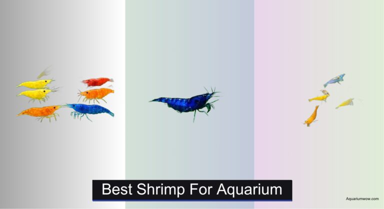 7 Best Shrimp for Aquarium (2026 Guide)