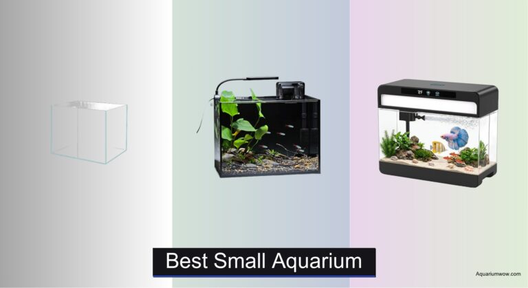8 Best Small Aquariums of 2026