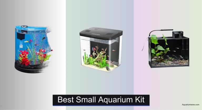 9 Best Small Aquarium Kits for 2026