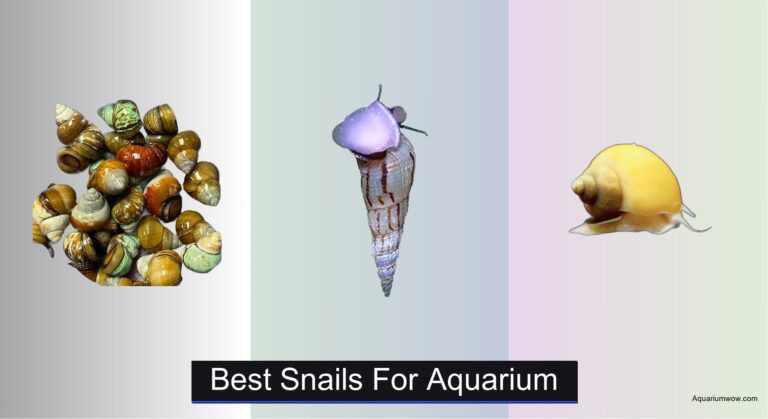 7 Best Snails for Aquarium (2026 Guide)