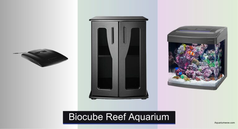 6 Best Biocube Reef Aquariums of 2026