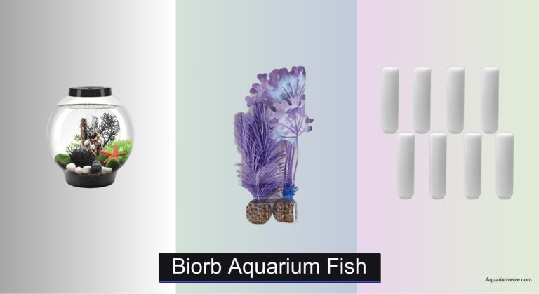 6 Best Biorb Aquarium Fish of 2026