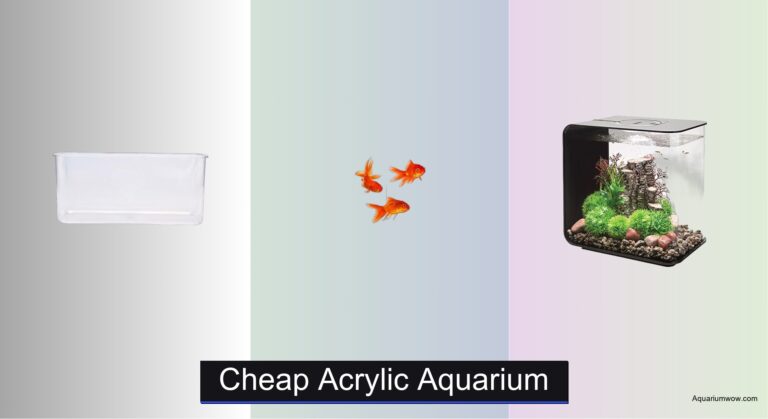 6 Best Cheap Acrylic Aquariums 2026