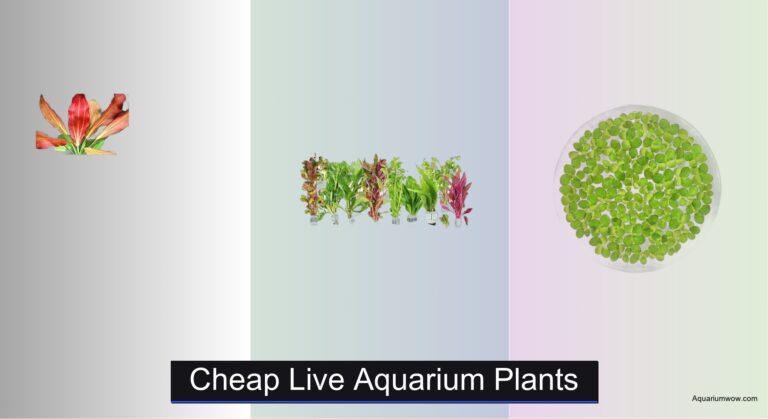 7 Best Cheap Live Aquarium Plants 2026