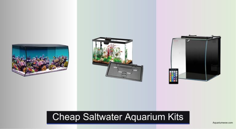 6 Best Cheap Saltwater Aquarium Kits 2026