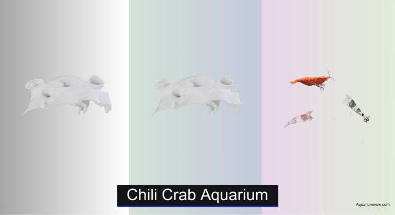 4 Best Chili Crab Aquariums of 2026