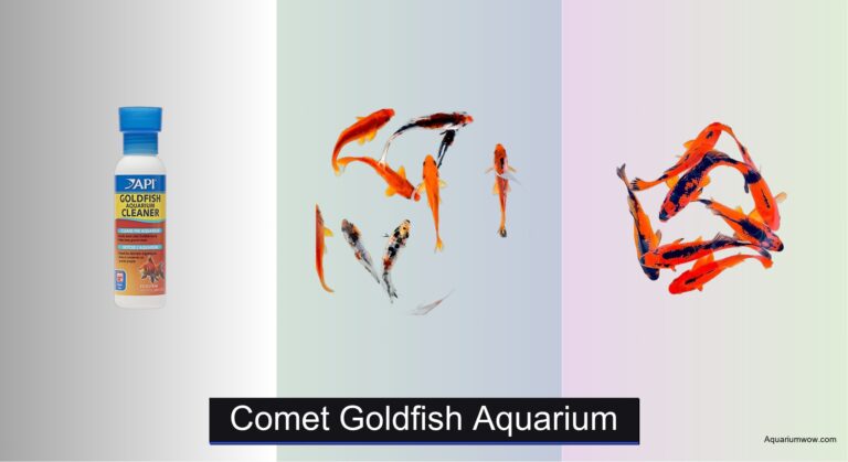 6 Best Comet Goldfish Aquariums of 2026