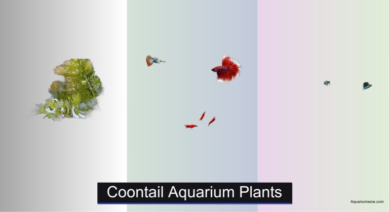 6 Best Coontail Aquarium Plants of 2026