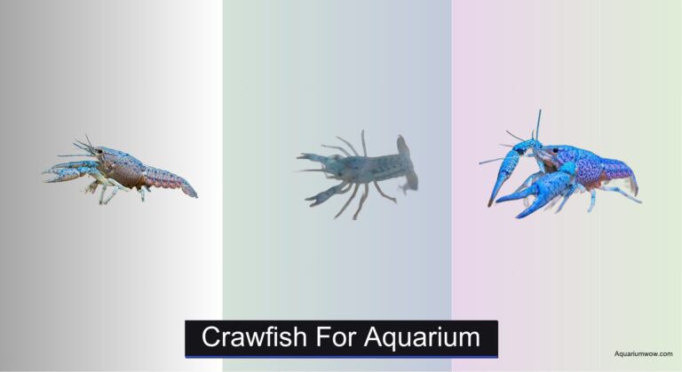 8 Best Crawfish for Aquarium (2026 Guide)
