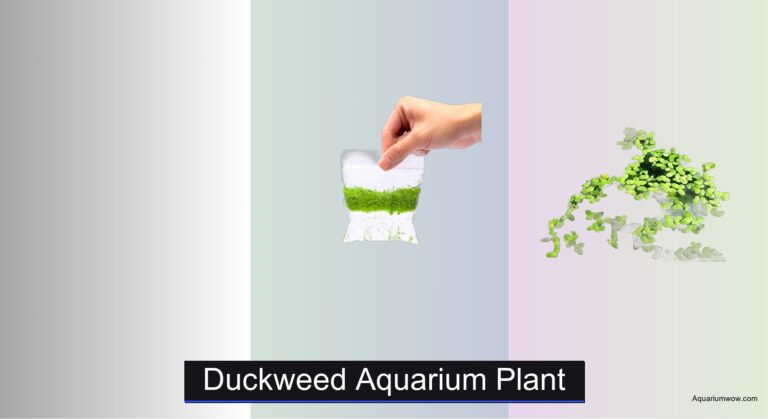 7 Best Duckweed Aquarium Plants of 2026