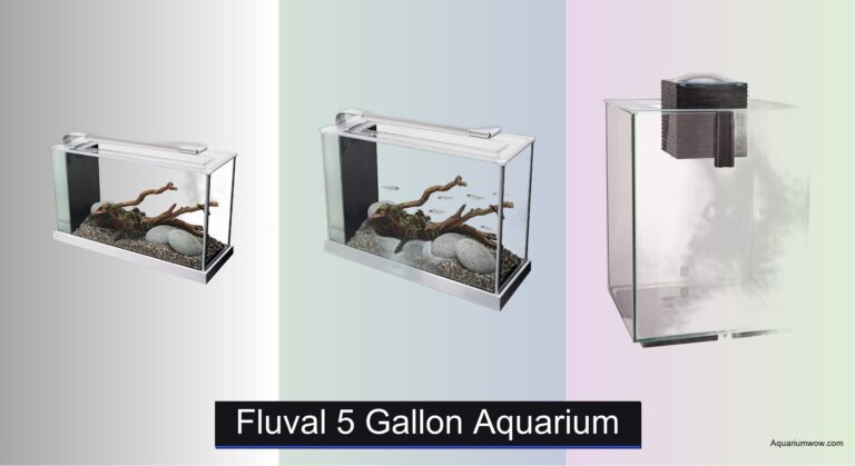 5 Best Fluval 5 Gallon Aquariums of 2026