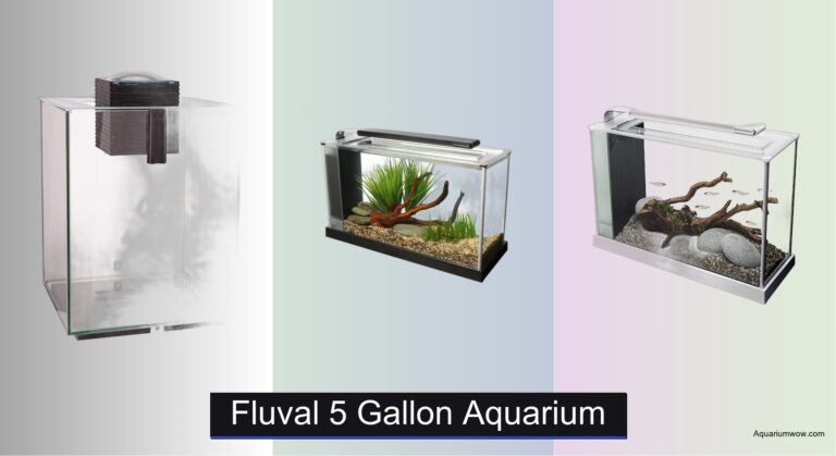 5 Best Fluval 5 Gallon Aquariums of 2026