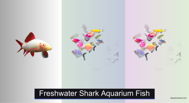 7 Best Freshwater Sharks for Aquariums 2026