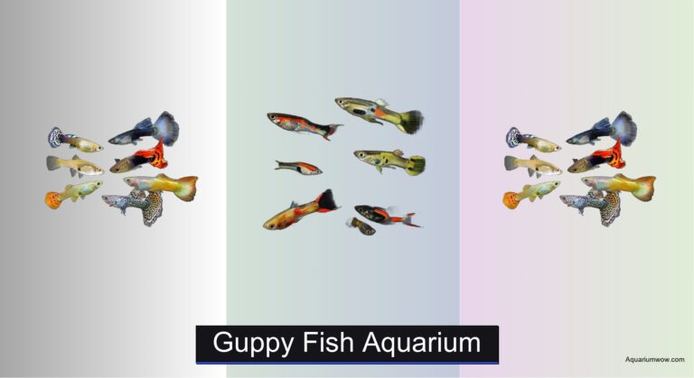 8 Best Guppy Fish Aquariums of 2026