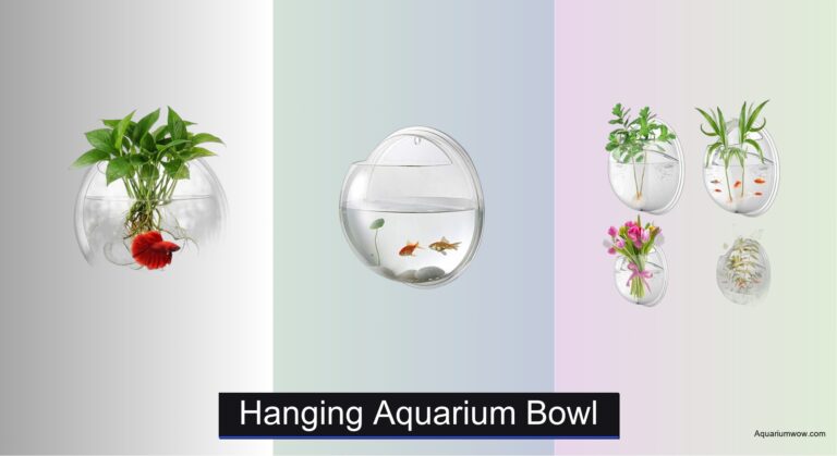 6 Best Hanging Aquarium Bowls of 2026