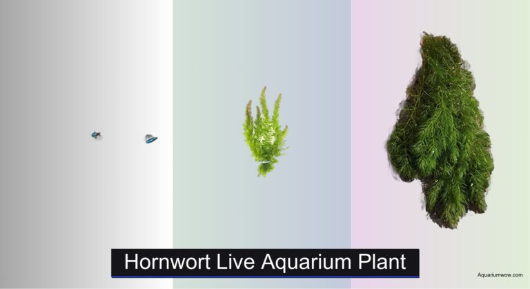7 Best Hornwort Live Aquarium Plants 2026