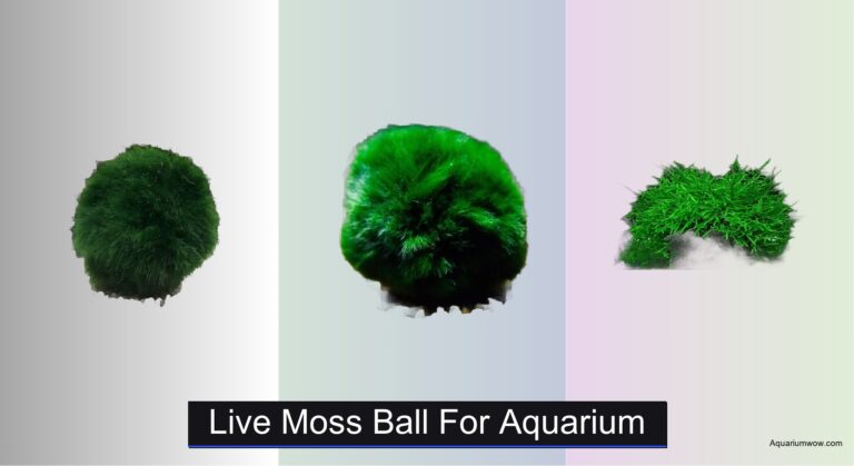 6 Best Live Moss Balls for Aquarium 2026