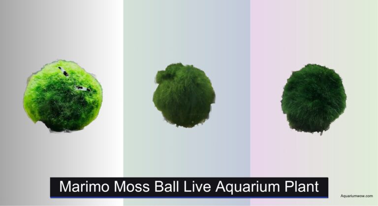 6 Best Marimo Moss Ball Aquarium Plants of 2026