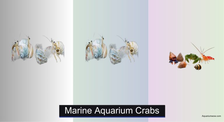 5 Best Marine Aquarium Crabs of 2026