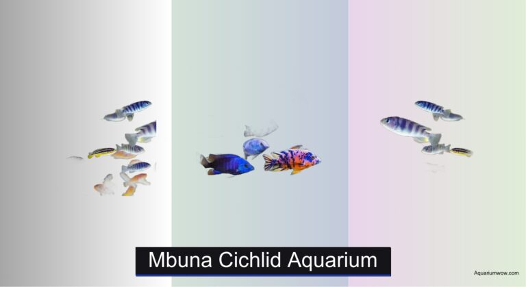 5 Best Mbuna Cichlid Aquariums of 2026