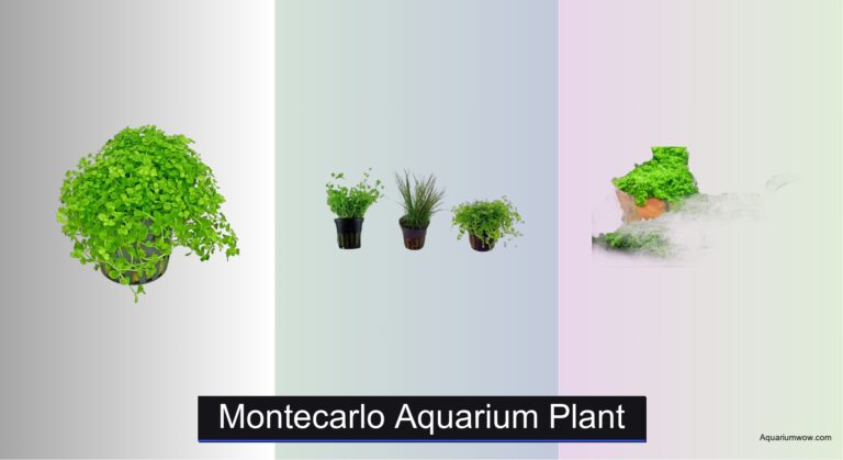 8 Best Monte Carlo Aquarium Plants 2026