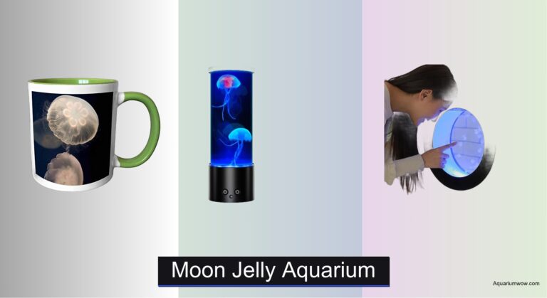 4 Best Moon Jelly Aquariums of 2026