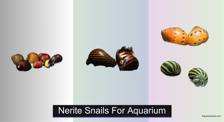 6 Best Nerite Snails for Aquarium 2026