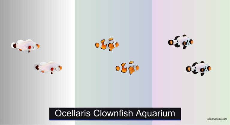 8 Best Ocellaris Clownfish Aquariums of 2026