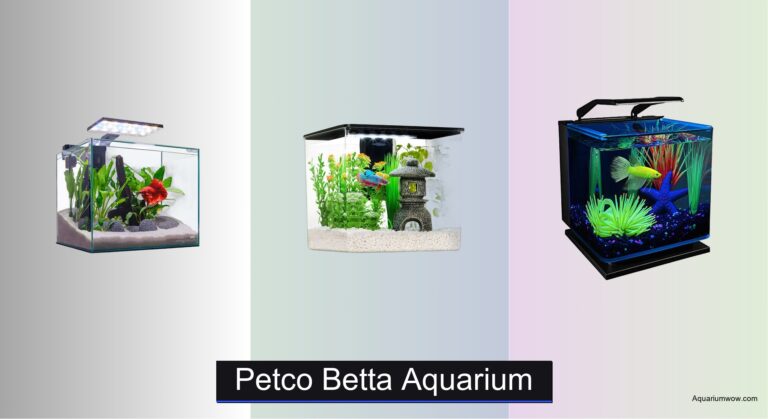 7 Best Betta Aquariums at Petco 2026