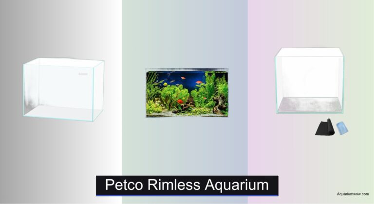 7 Best Rimless Aquariums for Pets 2026